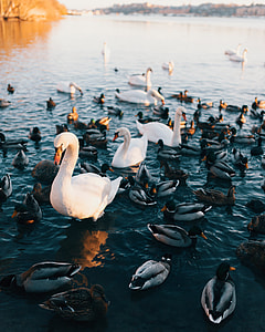 Geese and ducks in the pond in Stockholm, Sweden thumbnail