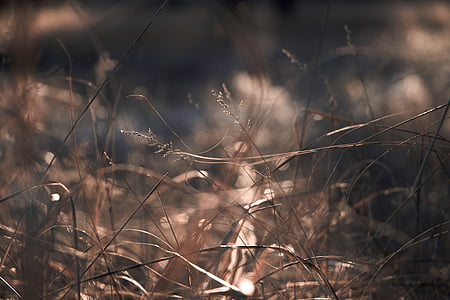 shallow focus photography of brown wheats during daytime thumbnail