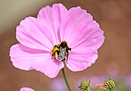 selective focus photography of carpenter bee on pink flower thumbnail