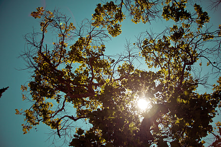 low angle photo of green tree under blue sky during daytime thumbnail