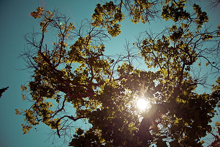 sunray through green leafed tree thumbnail