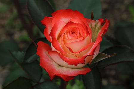 red and white rose flower closeup photography thumbnail