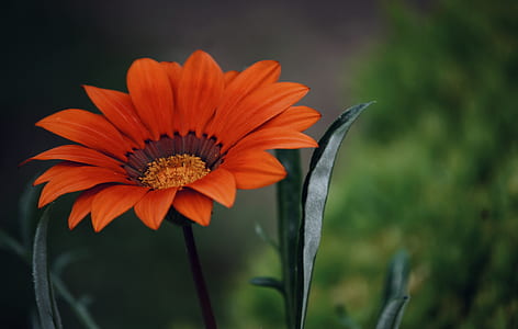 nature, petals, plant, blur thumbnail