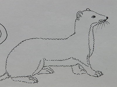 rodent portrait sketch thumbnail