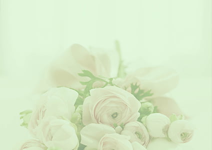 macro photography of pink flowers thumbnail