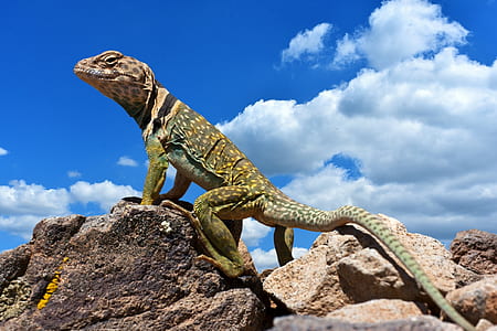 gray and green bearded dragon thumbnail