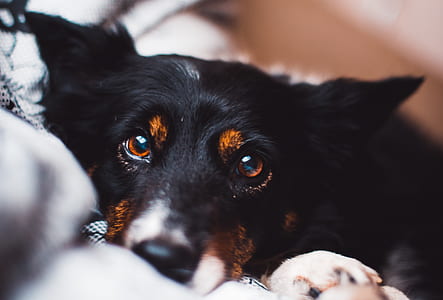 closeup photography of short-coated black and rust dog thumbnail