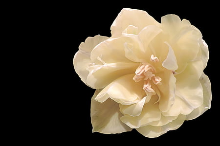 yellow rose closeup photography thumbnail