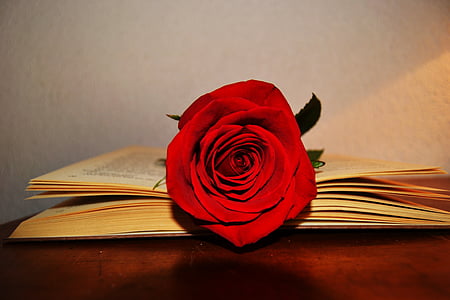 red rose flower on book page thumbnail