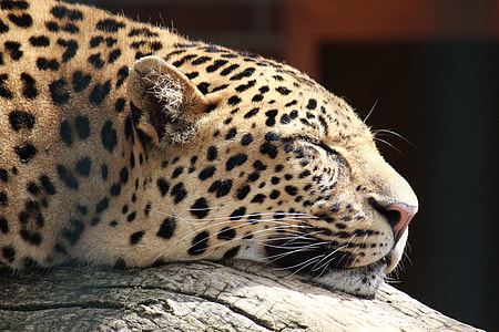 cheetah sleeping on grey tree branch thumbnail