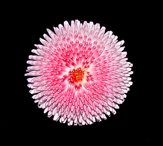 close-up photography of pink petaled flower thumbnail