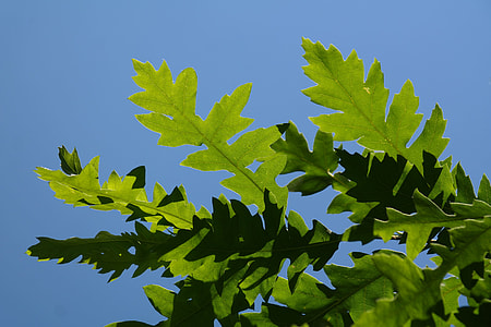 selective focus photography of green leafed plant under blue sky at daytime thumbnail