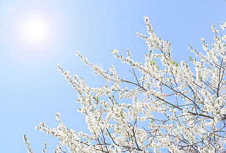 low angle photography of white cherry blossoms under sun thumbnail
