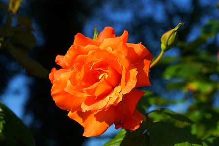 orange petaled flower closeup photography during daytime thumbnail