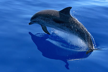 gray dolphin jumping on water thumbnail