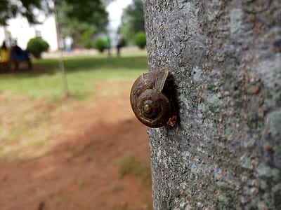 Shallow Focus Photography of Brown Snail on Tree Trunk thumbnail