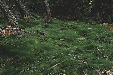 Grass Fields in the Forest thumbnail