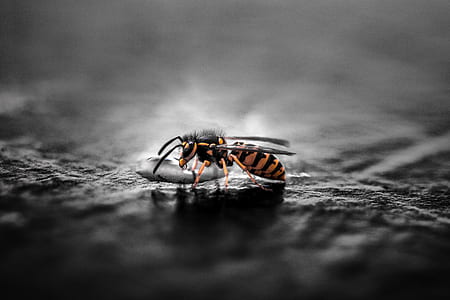 brown and black hornets on gray surface thumbnail