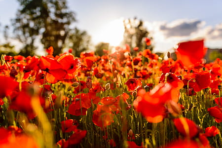 red poppies field selective-focus photography thumbnail