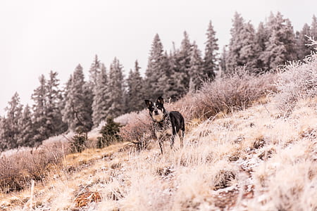 short-coated black dog standing near grass thumbnail