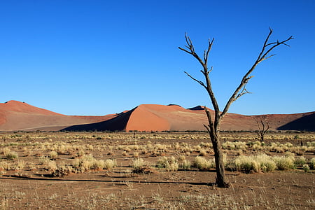 withered tree on desert thumbnail