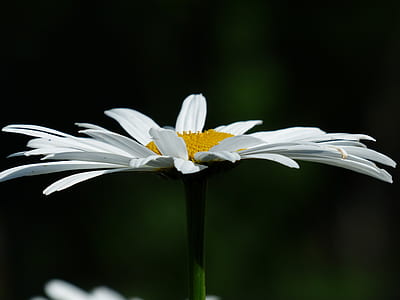 macro photograph of daisy flower thumbnail
