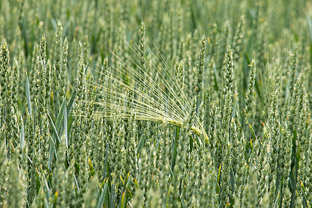 close up photo of green wheat thumbnail