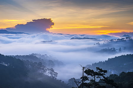 forest covered with fogs landscape photography thumbnail
