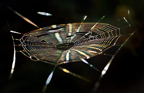 close-up photography of spider web thumbnail