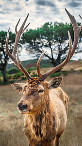 brown deer standing near green tree thumbnail