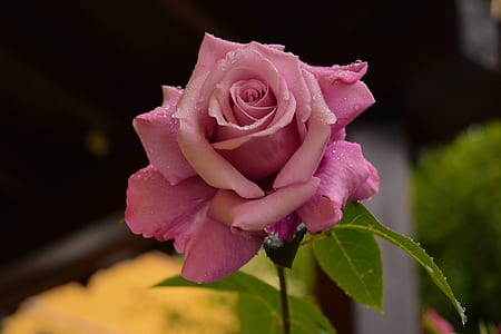 pink rose bloom during daytime thumbnail