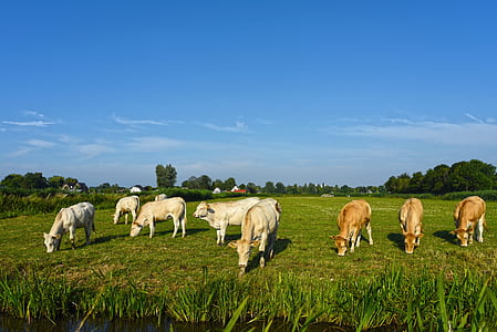 white and brown cattles eating grass during daytime thumbnail