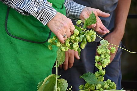 person holding green vegetable thumbnail