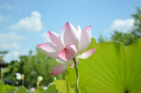 white-and-pink petaled flower thumbnail
