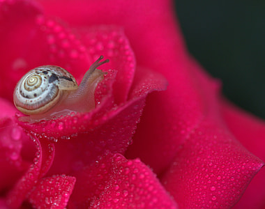 micro photography of snail on red petaled flower thumbnail