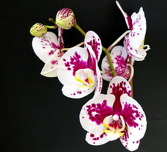 close-up photo of white-and-purple moth orchids thumbnail