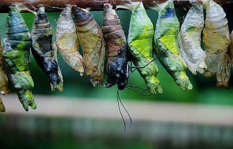ten butterfly cocoons chrystalis in closeup photography thumbnail