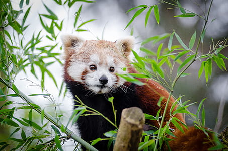 red panda on tree branch thumbnail