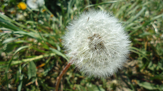 Dandelion, Flower thumbnail