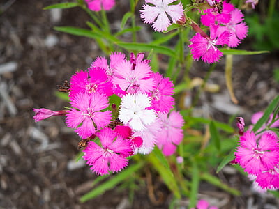 pink and white dianthus flowers closeup photography thumbnail