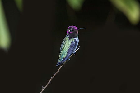 Selective Focus Photography of Green and Purple Hummingbird thumbnail