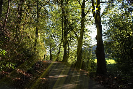 forest trees road thumbnail