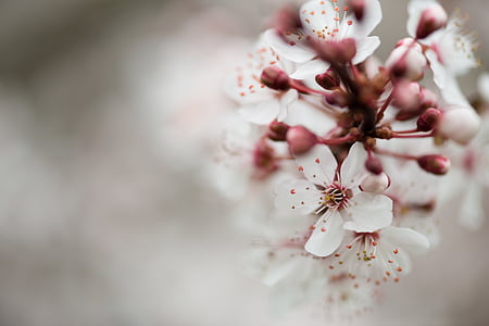 selective focus photography of white orchids thumbnail