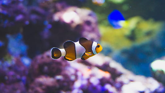underwater photography of clown fish thumbnail