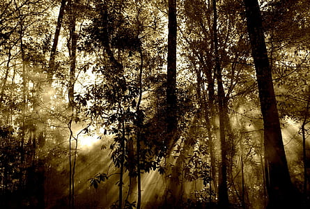 black trees against the light thumbnail