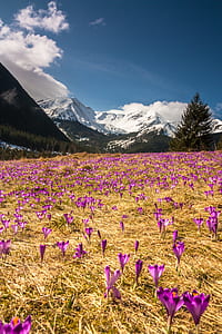 purple flower fields during daytime thumbnail