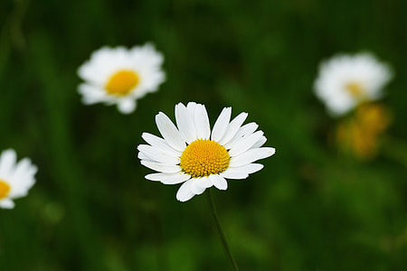 Marguerite, Leucanthemum Vulgare thumbnail