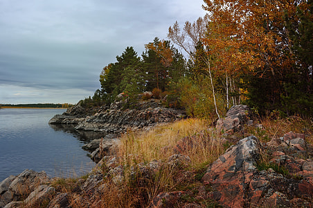 forest near body of water thumbnail