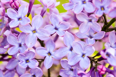close-up photo of purple petaled flowers thumbnail