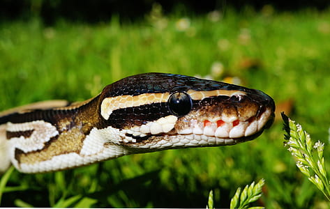 Brown and Beige Snake in the Grass during Daytime thumbnail